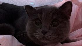 吃瓜的猫猫视频,揭秘猫咪版“娱乐圈”幕后趣事