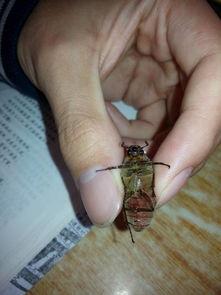 什么昆虫吃瓜,揭秘瓜类作物上的食瓜昆虫