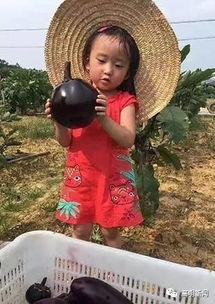 吃茄瓜的美女,茄瓜美食下的清新佳人