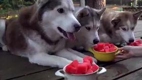 哈士奇吃生瓜好吗图片,健康还是冒险？