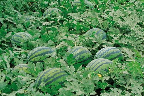 梧州学院吃瓜,揭秘校园“吃瓜”文化现象