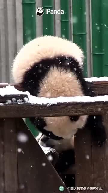 吃瓜小熊十二,揭秘娱乐圈背后的秘密与真相