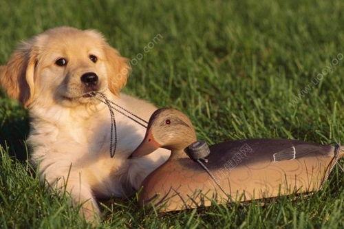 吃瓜人与狗,揭秘人类与宠物间的奇妙互动