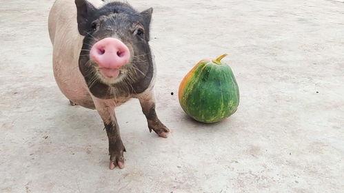 猪吃瓜有好处没有,探寻其对猪只健康的潜在益处