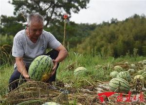 咨询吃瓜,一场全民参与的娱乐盛宴