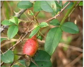 旭子吃瓜,揭秘娱乐圈幕后故事