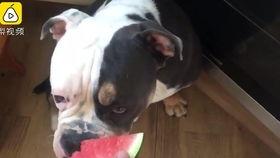 猫猫狗狗吵架吃瓜,一场欢乐的吃瓜大战