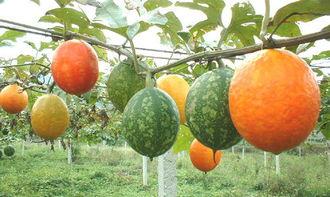 长吊瓜咋吃,探索美味与健康的完美结合