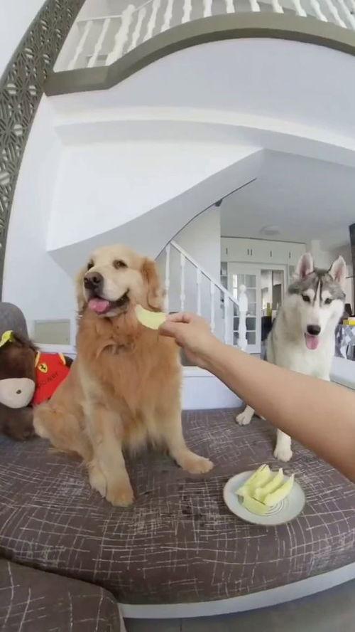 狗子与我免费吃瓜,共享免费瓜果的欢乐时光