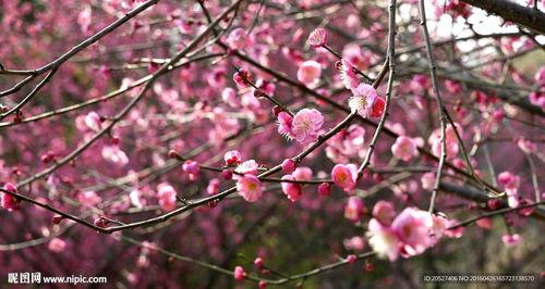 梅花7吃瓜视频,揭秘娱乐圈幕后真相