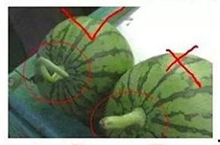 镇平吃瓜老师,揭秘校园里的趣味故事