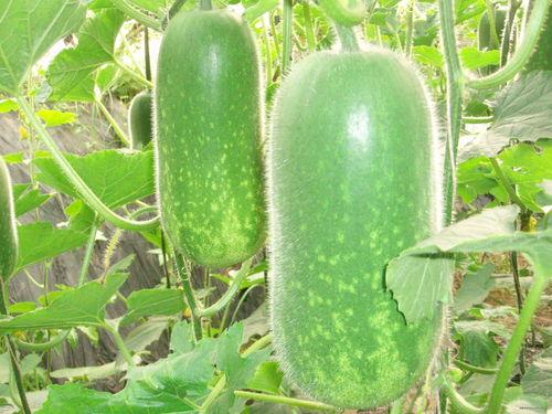 梦见捡瓜和吃瓜啥预兆,捡瓜与吃瓜的神秘预兆解析