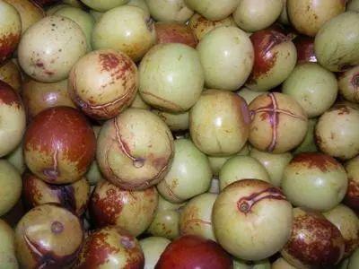 吃瓜枣,探寻吃瓜枣的独特魅力