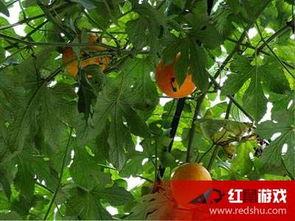 吊瓜怎么吃功效好吃,功效与口感双重享受