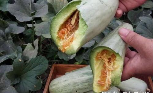 孕妇梦见吃羊角瓜,羊角瓜预示着什么？