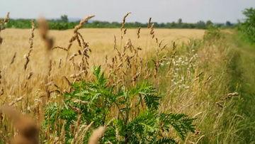 麦地吃瓜视频,揭秘网络红人的爆红之路