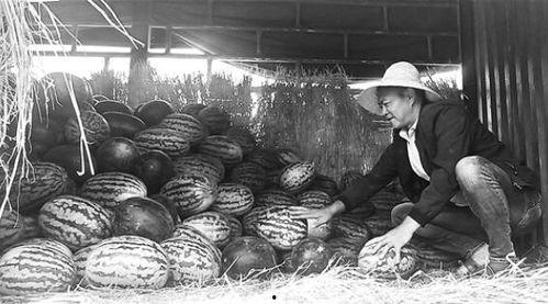 北张村吃瓜群众事件,一场引发社会关注的乡村风波