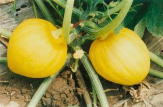 青栗瓜怎么吃,解锁美味新体验