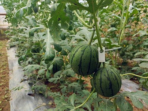 松哥吃生态小瓜