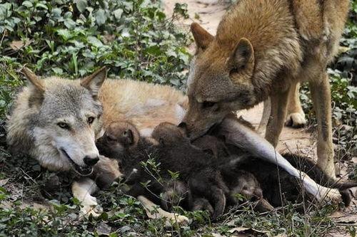 毛利小母狼吃瓜,毛利小母狼的瓜田奇遇记