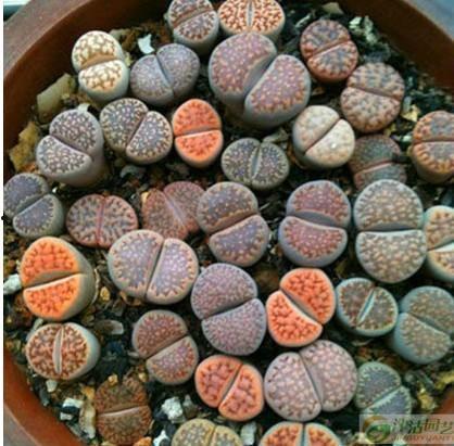 吃瓜石,网络热传的神秘现象背后的真相