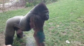 女孩吃瓜像猩猩视频,女孩吃瓜姿势引网友热议，竟被调侃像猩猩！