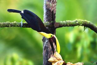 尼加拉瓜吃巨嘴鸟,居民共享巨嘴鸟美食文化